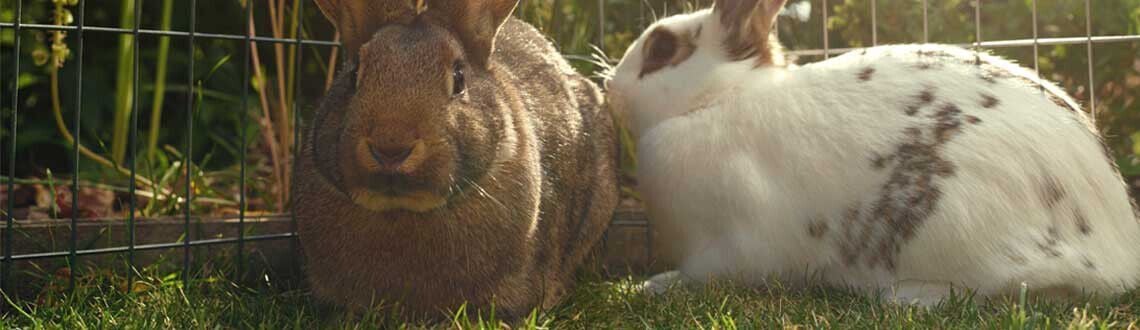 [paste advice page name here]